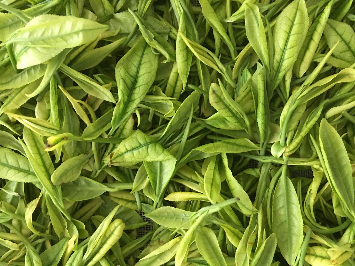 Green Tea Leaves