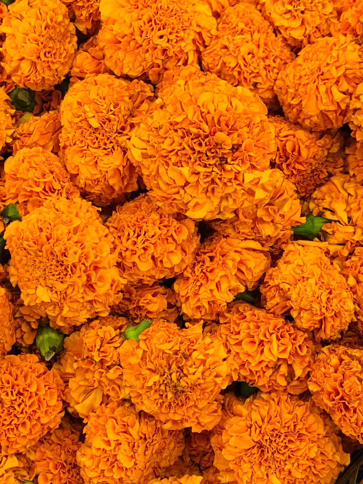 Marigold Flowers